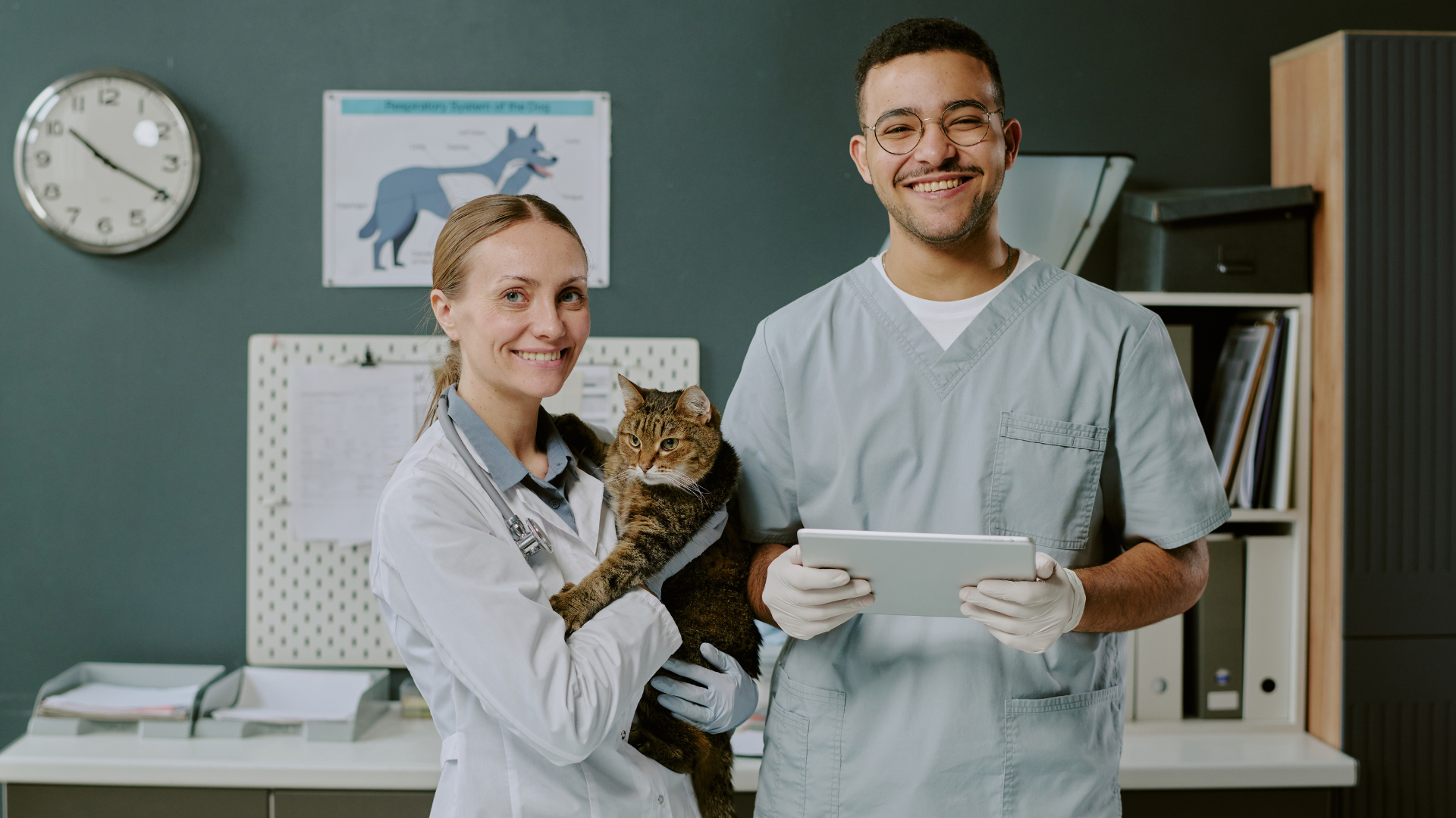 5 Everyday Changes Helping Cat Owners With Allergies