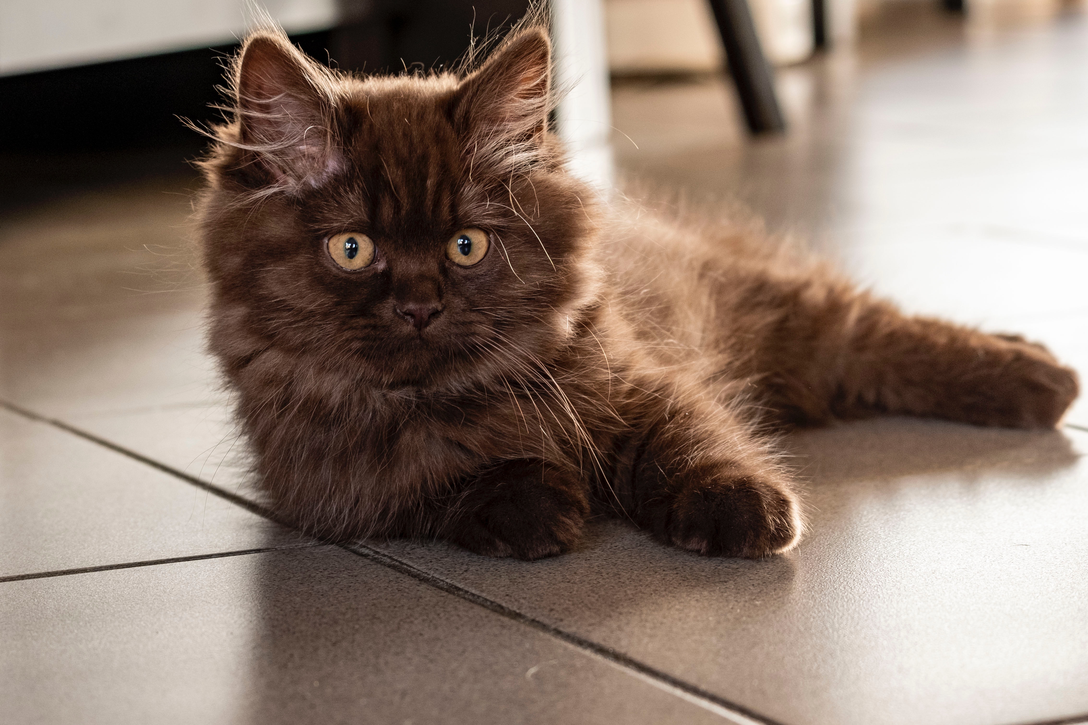 British longhair cat