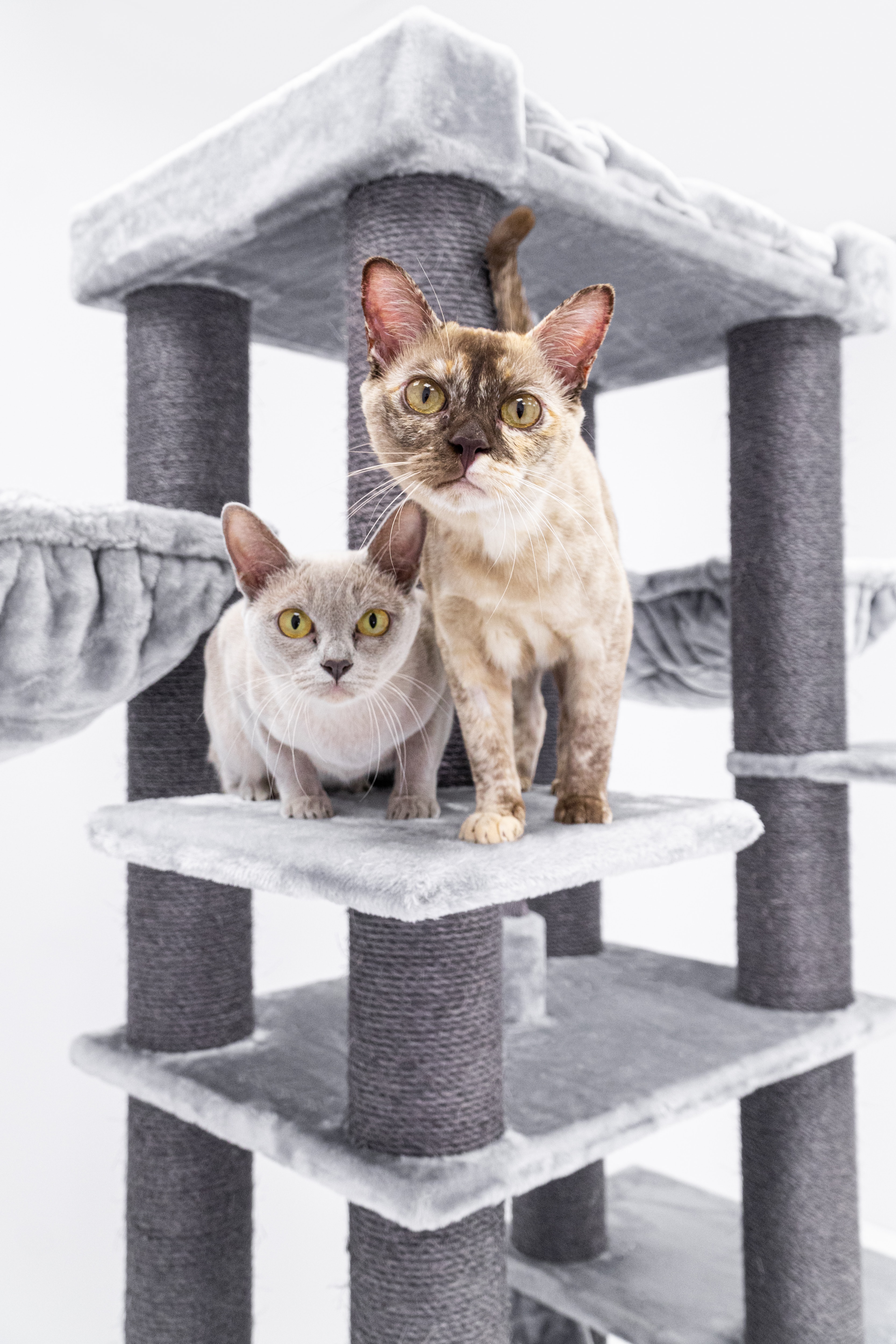 Two burmese cats