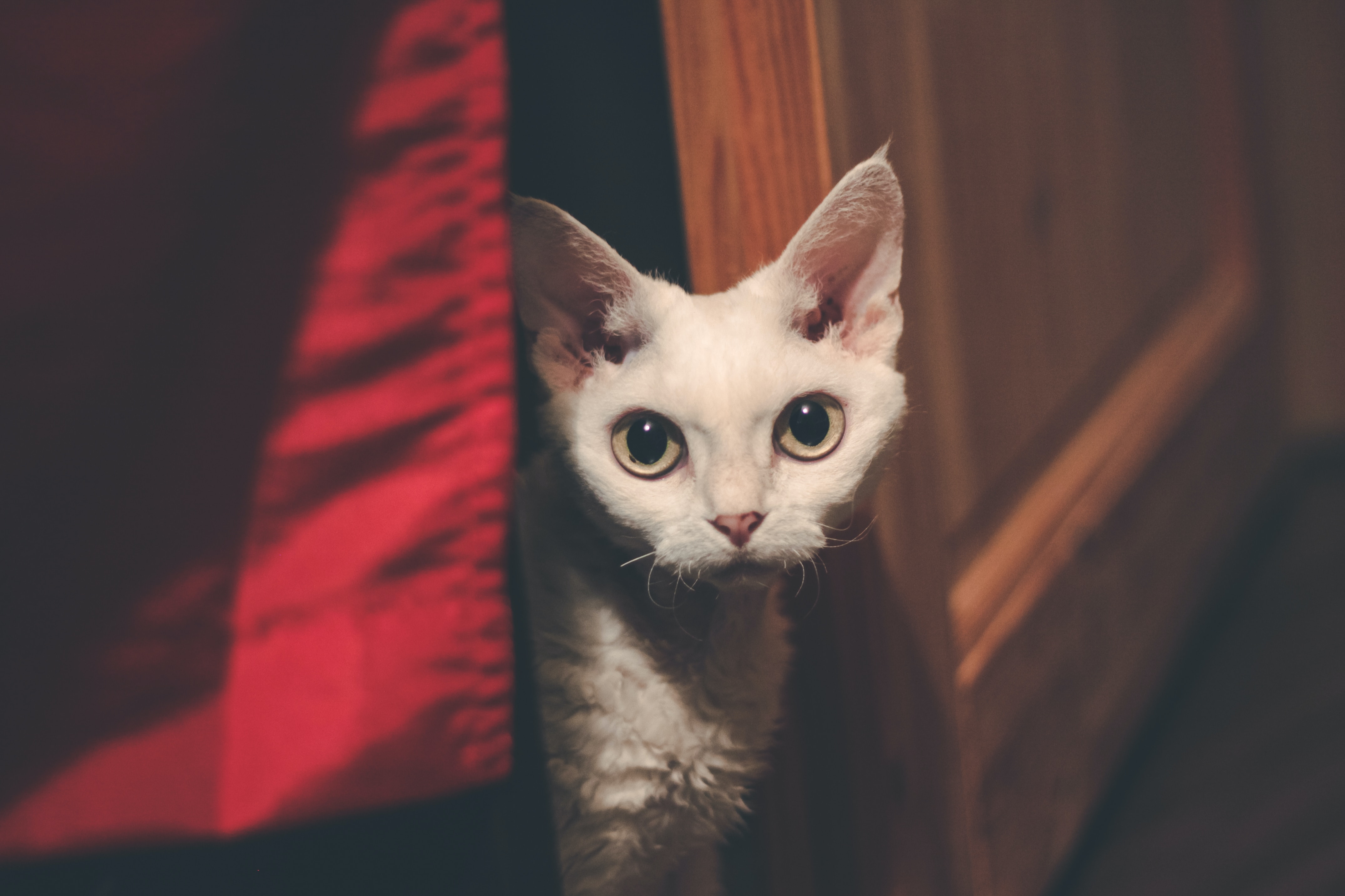 Devon rex through a gap in the door
