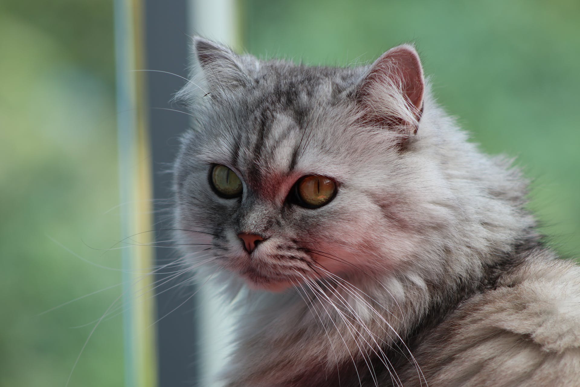 The Worst Cats for Allergies
