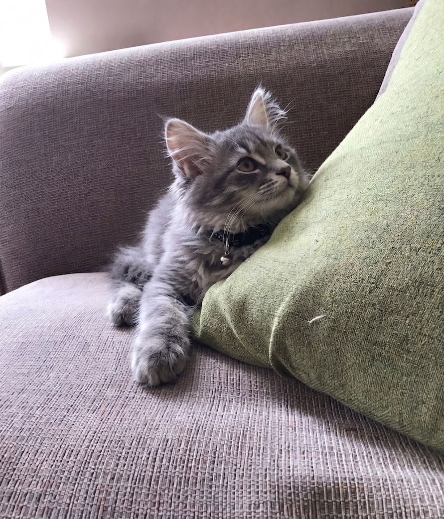 Photo from the Pacagen community — allergies and indoor air