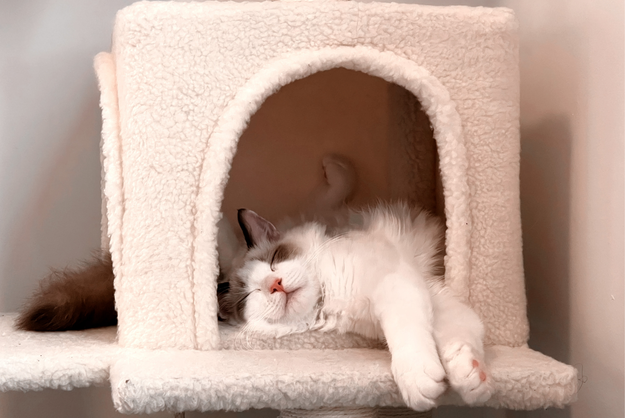 Fluffy white and grey cat sleeping inside a cream fleece cat tree condo with one paw hanging over the edge