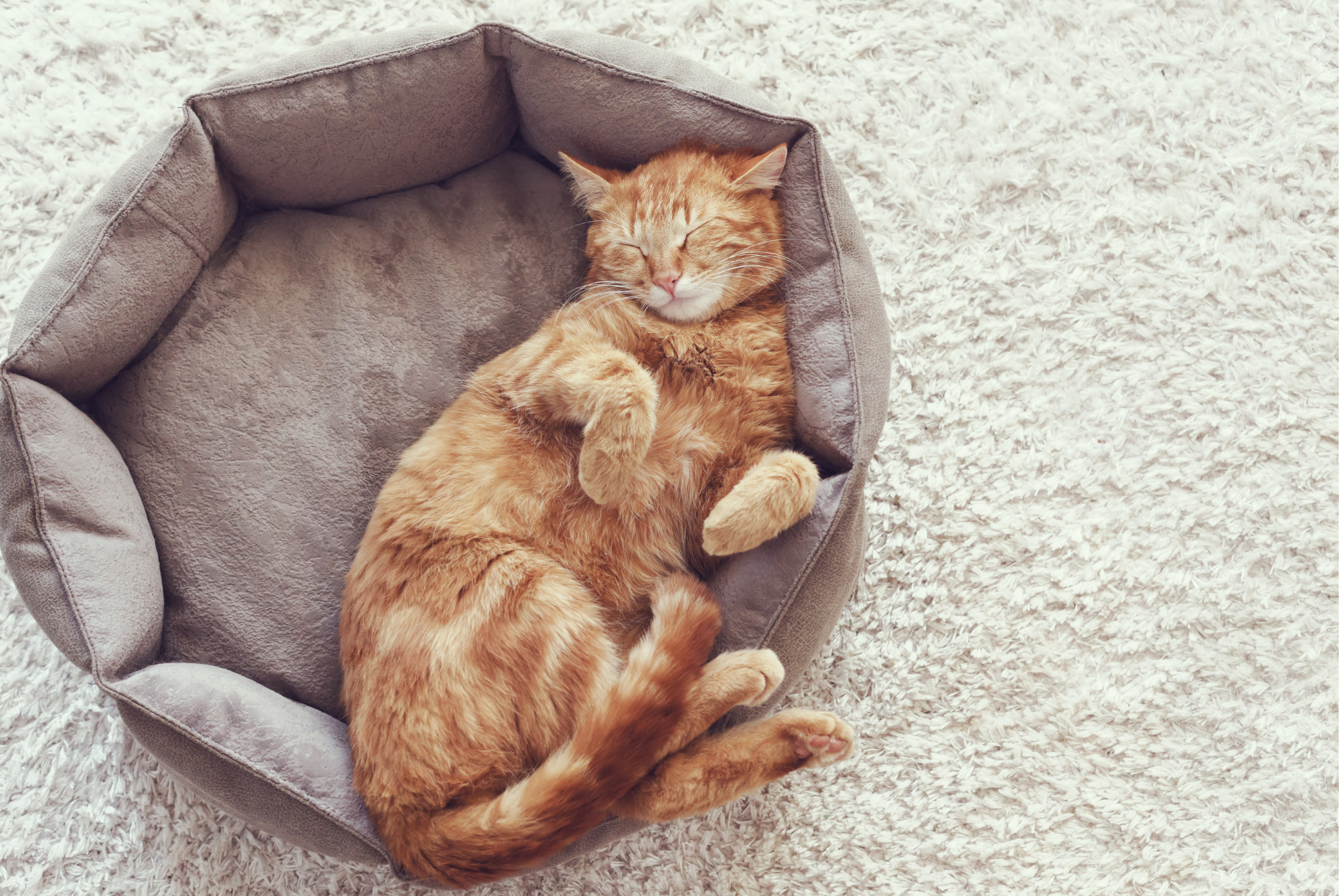 Ginger tabby cat curled up asleep in a grey pet bed on a cream shag rug