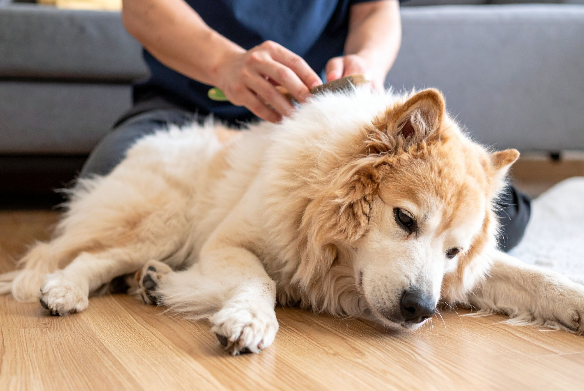 A person brushing a fluffy cream-colored dog lying on a wood floor beside a gray sofa