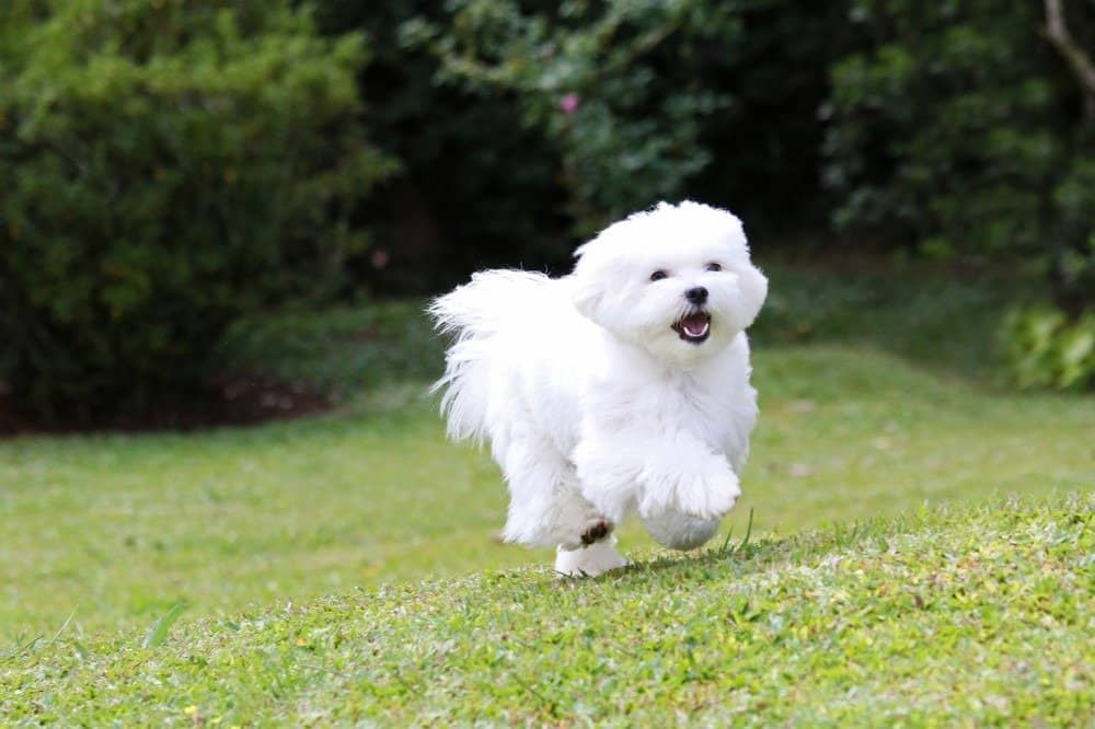 Best Hypoallergenic Dogs