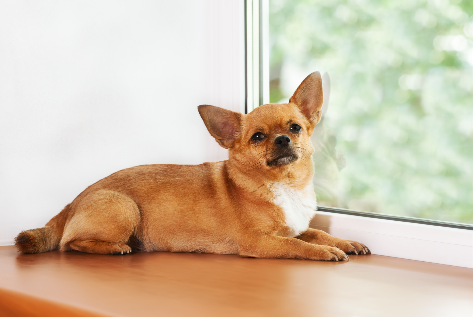 Can Opening Your Windows Make Pet Allergies Better—or Worse?