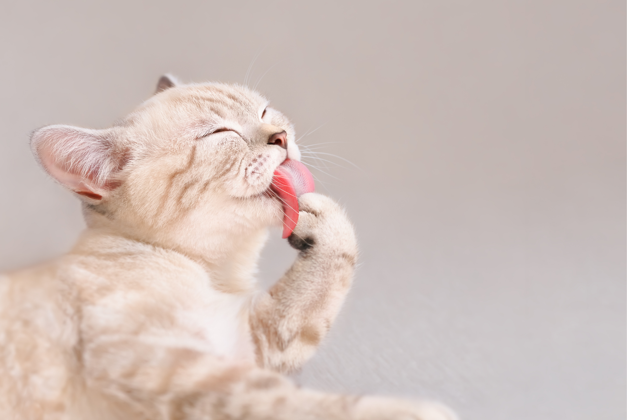 Cream-colored cat lying down and grooming its front paw with its tongue