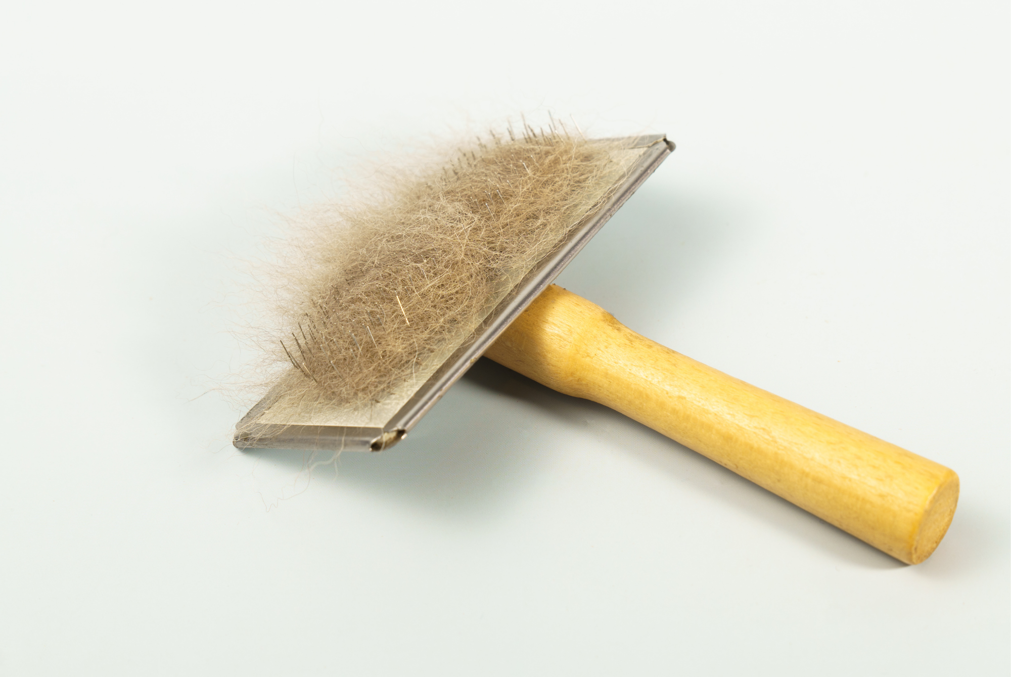 Wooden-handled slicker brush on a white surface with a thick mat of shed pet hair caught in its bristles
