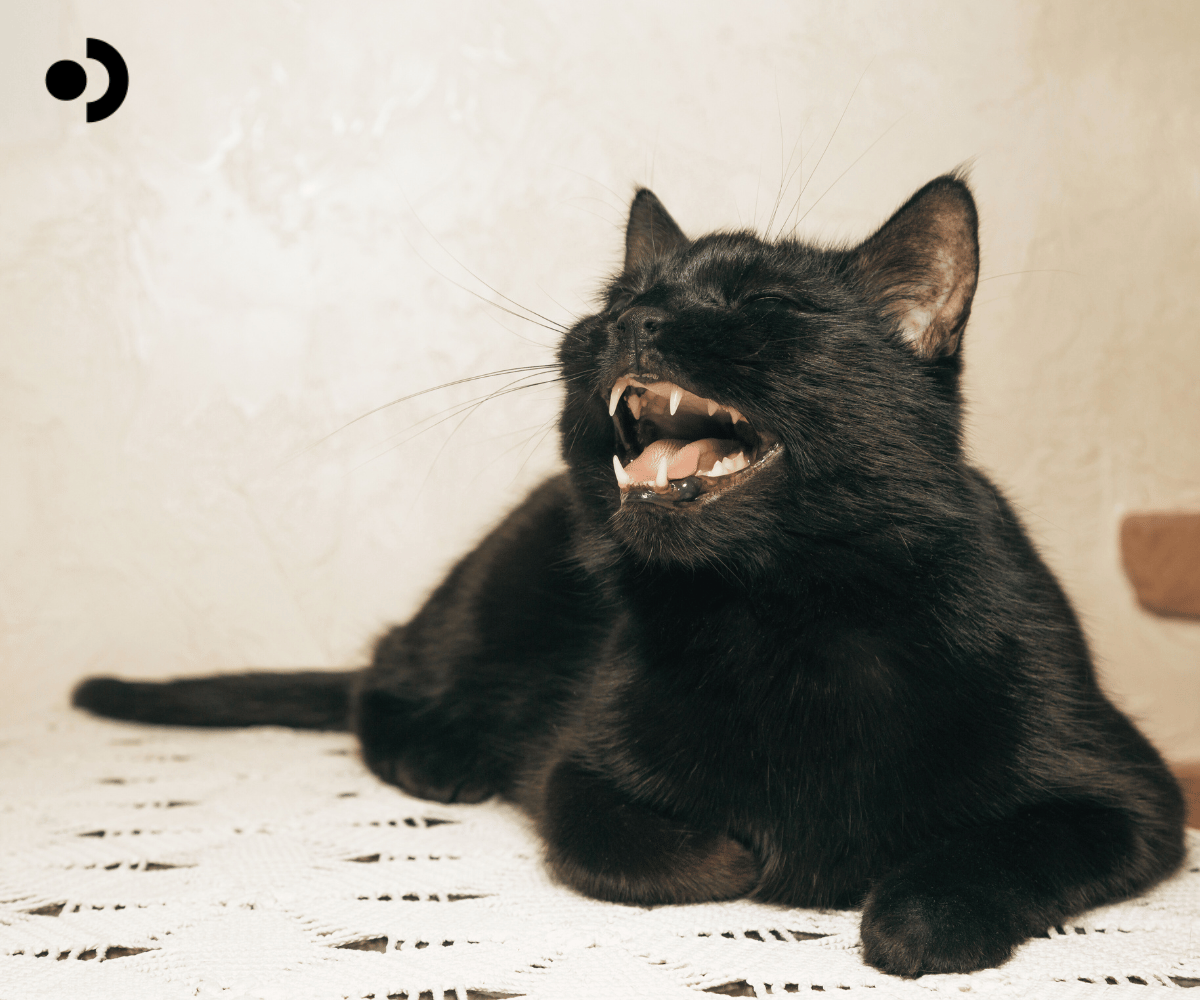 Understanding Fel d 1: The Cat Allergen